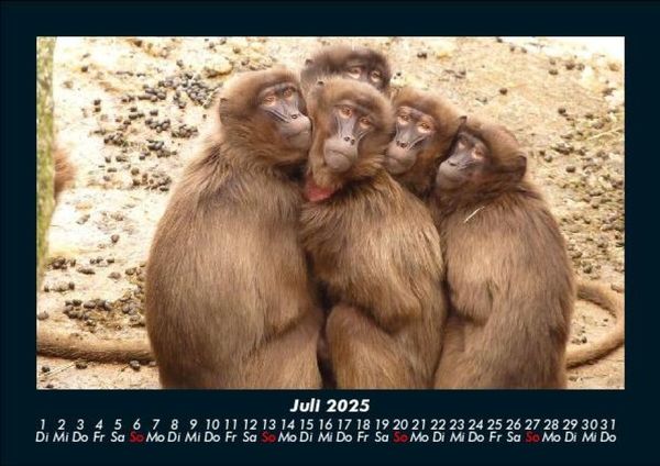 Produktbild: Affen 2025 Fotokalender DIN A5
