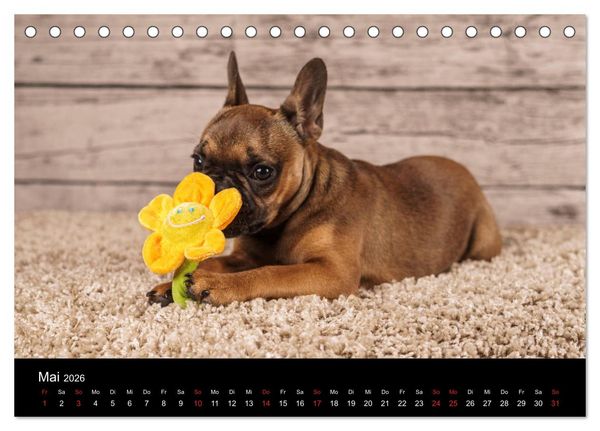Produktbild: French Bulldog aktiv, verspielt, sportlich (Tischkalender 2026 DIN A5 quer), CALVENDO Monatskalender