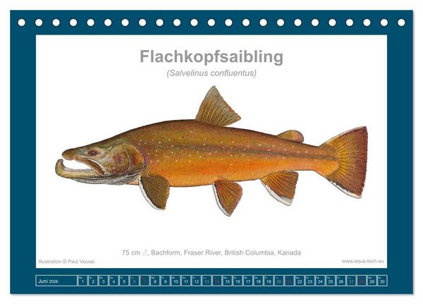 Produktbild: Fisch als Kunst 2026: Amerikanische Saiblinge (Tischkalender 2026 DIN A5 quer), CALVENDO Monatskalender