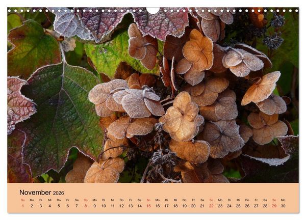 Produktbild: Hortensien Bl&uuml;hen und Vergehen (Wandkalender 2026 DIN A3 quer), CALVENDO Monatskalender