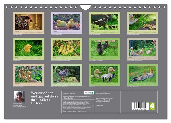 Produktbild: Wer schnattert und gackert denn da? - K&uuml;ken-Edition (Wandkalender 2026 DIN A4 quer), CALVENDO Monatskalender
