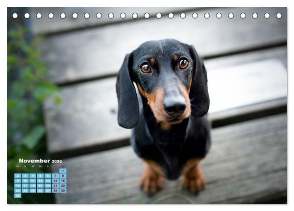 Produktbild: Geliebte Dackel (Tischkalender 2026 DIN A5 quer), CALVENDO Monatskalender