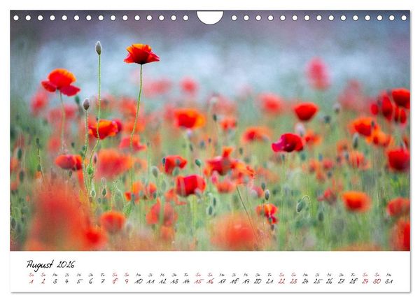 Produktbild: Mohnwiesen (Wandkalender 2026 DIN A4 quer), CALVENDO Monatskalender