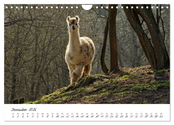Produktbild: DIE LAMAS VON DER LAHN (Wandkalender 2026 DIN A4 quer), CALVENDO Monatskalender