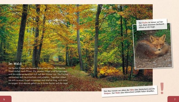 Produktbild: Meine große Tierbibliothek: Der Fuchs