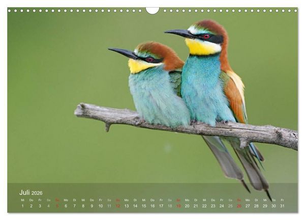 Produktbild: Europ&auml;ische Bienenfresser (Wandkalender 2026 DIN A3 quer), CALVENDO Monatskalender