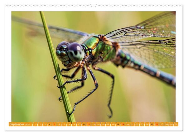 Produktbild: Prachtlibellen am Teich (Wandkalender 2027 DIN A2 quer), CALVENDO Monatskalender