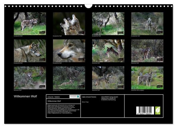 Produktbild: Willkommen Wolf (Wandkalender 2026 DIN A3 quer), CALVENDO Monatskalender