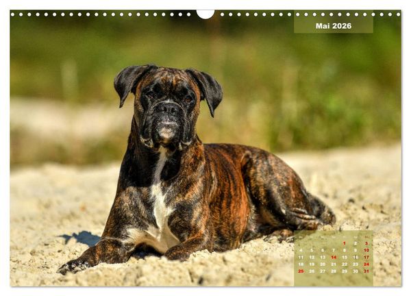 Produktbild: Einmal Boxer - immer Boxer (Wandkalender 2026 DIN A3 quer), CALVENDO Monatskalender