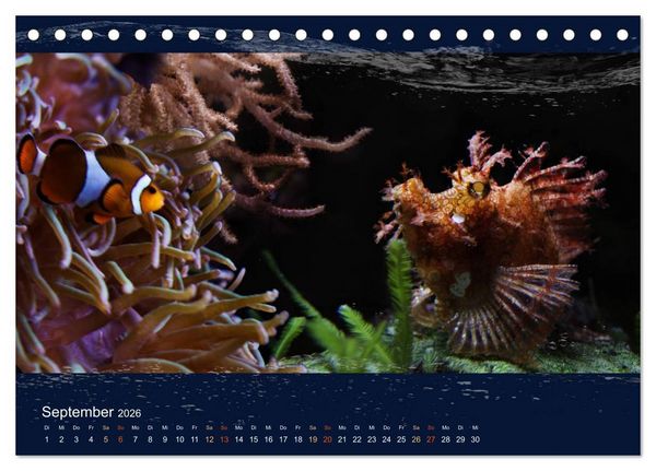 Produktbild: Korallenfische im Lichtschimmer des Meeres (Tischkalender 2026 DIN A5 quer), CALVENDO Monatskalender
