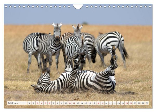 Produktbild: Faszination Afrika: Zebras (Wandkalender 2026 DIN A4 quer), CALVENDO Monatskalender