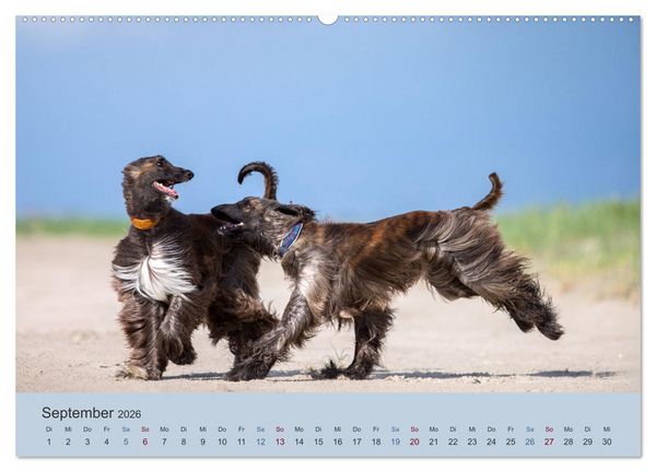 Produktbild: AFGHANISCHE WINDHUNDE 2026 (hochwertiger Premium Wandkalender 2026 DIN A2 quer), Kunstdruck in Hochglanz