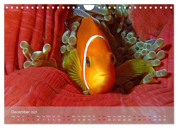 Produktbild: Anemonefish - always busy - always on the move (Wall Calendar 2027 DIN A4 landscape), CALVENDO 12 Month Wall Calendar