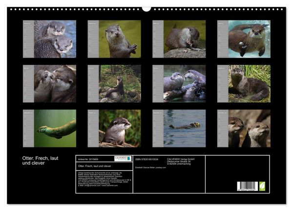 Produktbild: Otter. Frech, laut und clever (Wandkalender 2026 DIN A2 quer), CALVENDO Monatskalender