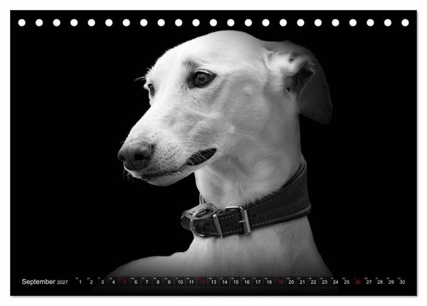 Produktbild: Galgo Espa&ntilde;ol - der spanische Windhund 2027 (Tischkalender 2027 DIN A5 quer), CALVENDO Monatskalender