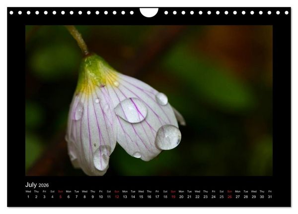 Produktbild: The Black Forest - UK Version (Wall Calendar 2026 DIN A4 landscape), CALVENDO 12 Month Wall Calendar