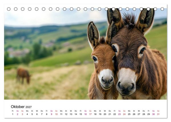 Produktbild: Esel - neugierige Typen (Tischkalender 2027 DIN A5 quer), CALVENDO Monatskalender