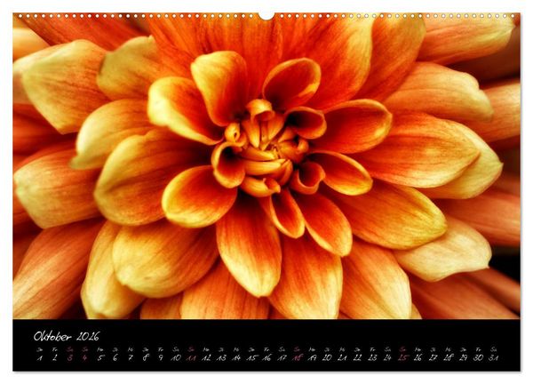 Produktbild: Floral Portraits - Blumen Impression (hochwertiger Premium Wandkalender 2026 DIN A2 quer), Kunstdruck in Hochglanz