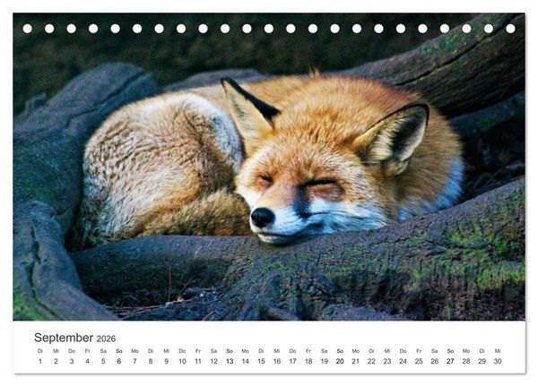 Produktbild: Flinke F&uuml;chse (Tischkalender 2026 DIN A5 quer), CALVENDO Monatskalender
