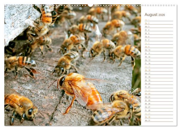 Produktbild: S&uuml;&szlig;es Gold: Imker, Bienen & Honig (hochwertiger Premium Wandkalender 2026 DIN A2 quer), Kunstdruck in Hochglanz