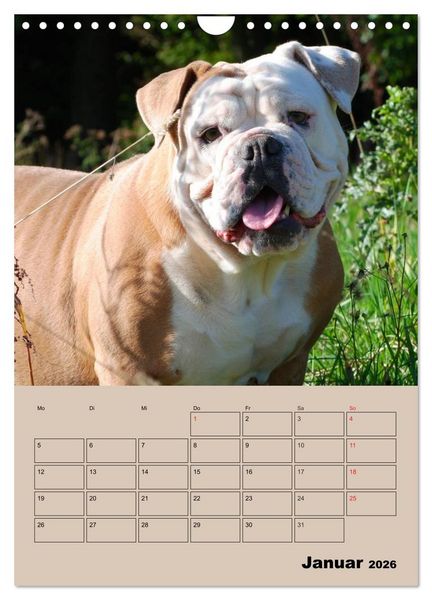 Produktbild: Bulldoggen-Gesichter (Wandkalender 2026 DIN A4 hoch), CALVENDO Monatskalender