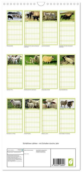 Produktbild: Familienplaner 2026 - Sch&auml;fchen z&auml;hlen - mit Schafen durchs Jahr mit 5 Spalten (Wandkalender, 21 x 45 cm) CALVENDO