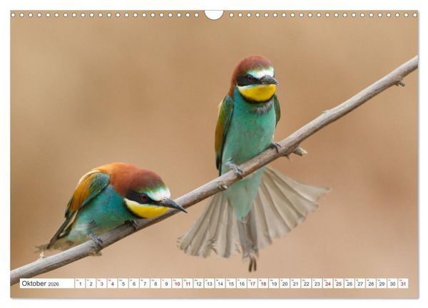 Produktbild: Bunte Flieger (Wandkalender 2026 DIN A3 quer), CALVENDO Monatskalender