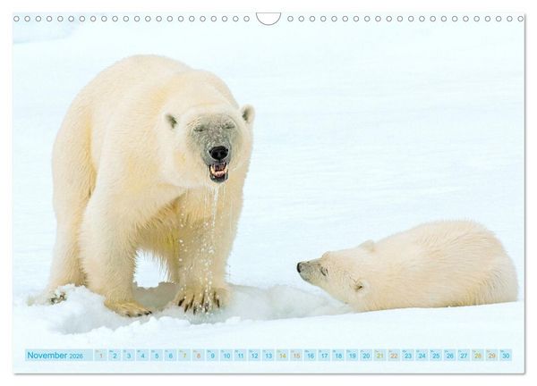 Produktbild: Eisb&auml;ren: Lebensk&uuml;nstler im Eis (Wandkalender 2026 DIN A3 quer), CALVENDO Monatskalender