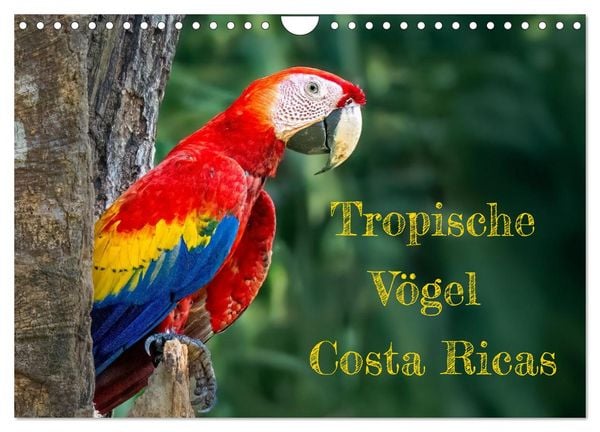 Tropische Vögel Costa Ricas (Wandkalender 2026 DIN A4 quer), CALVENDO Monatskalender