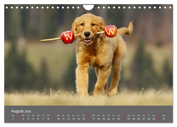 Produktbild: Chesley Kleiner Hund grosse Abenteuer (Wandkalender 2026 DIN A4 quer), CALVENDO Monatskalender