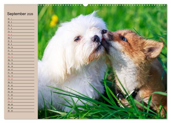 Produktbild: Der Fuchs. Bezaubernder Geselle (Wandkalender 2026 DIN A2 quer), CALVENDO Monatskalender