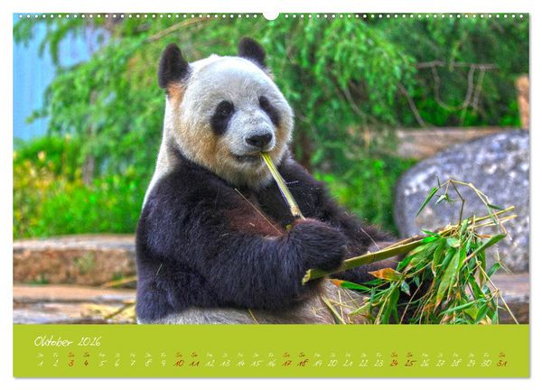Produktbild: Der Gro&szlig;e Panda Ein kuscheliger Geselle (hochwertiger Premium Wandkalender 2026 DIN A2 quer), Kunstdruck in Hochglanz