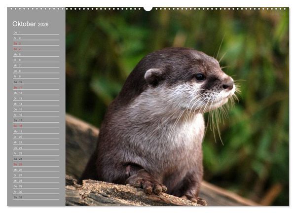 Produktbild: Otter. Frech, laut und clever (hochwertiger Premium Wandkalender 2026 DIN A2 quer), Kunstdruck in Hochglanz