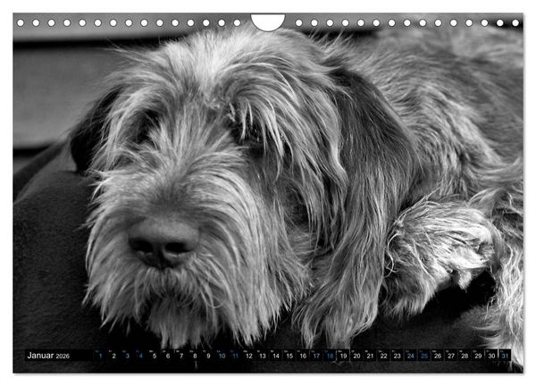 Produktbild: Carissimo Spinone Italiano (Wandkalender 2026 DIN A4 quer), CALVENDO Monatskalender