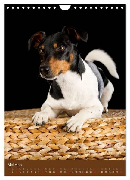 Produktbild: Jack Russell Terrier (Wandkalender 2026 DIN A4 hoch), CALVENDO Monatskalender