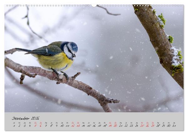 Produktbild: Bunte V&ouml;gel am Futterplatz (Wandkalender 2026 DIN A2 quer), CALVENDO Monatskalender