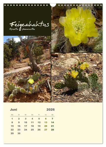 Produktbild: Kakteen der US-S&uuml;dweststaaten (Wandkalender 2026 DIN A3 hoch), CALVENDO Monatskalender