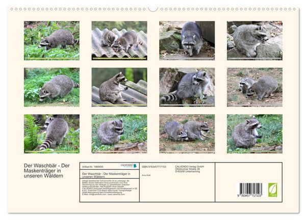 Produktbild: Der Waschb&auml;r - Der Maskentr&auml;ger in unseren W&auml;ldern (hochwertiger Premium Wandkalender 2026 DIN A2 quer), Kunstdruck in Hochglanz