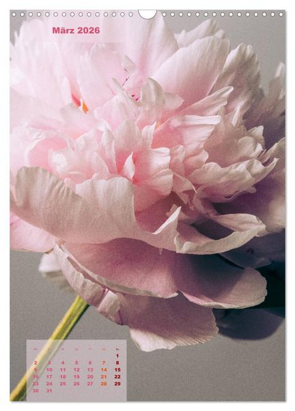 Produktbild: Die K&ouml;nigin der Rosen (Wandkalender 2026 DIN A3 hoch), CALVENDO Monatskalender