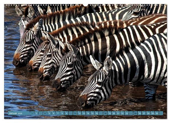 Produktbild: Afrikas Tierwelt: Zebras (hochwertiger Premium Wandkalender 2026 DIN A2 quer), Kunstdruck in Hochglanz