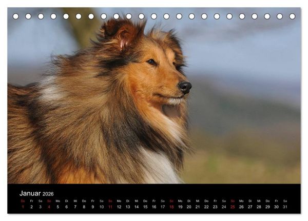 Produktbild: Sheltie 2026 (Tischkalender 2026 DIN A5 quer), CALVENDO Monatskalender