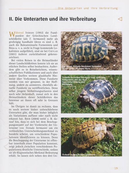 Produktbild: Griechische Landschildkr&ouml;ten