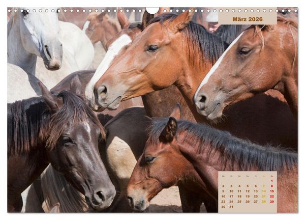 Produktbild: Pferde - Andalusiens wilder Westen (Wandkalender 2026 DIN A3 quer), CALVENDO Monatskalender