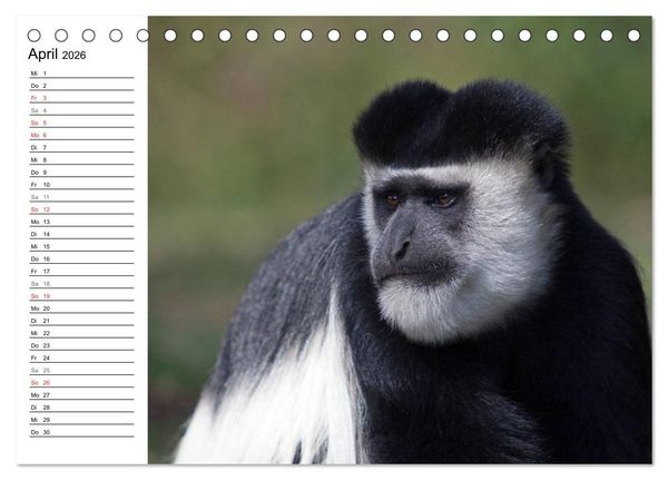 Produktbild: Affen in Afrika (Tischkalender 2026 DIN A5 quer), CALVENDO Monatskalender