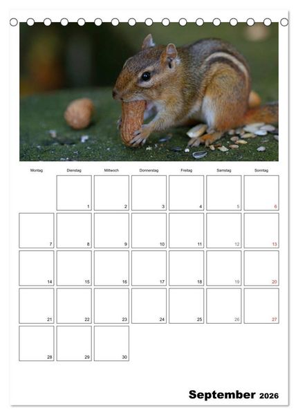 Produktbild: Streifenh&ouml;rnchen - neugierige Nager (Tischkalender 2026 DIN A5 hoch), CALVENDO Monatskalender