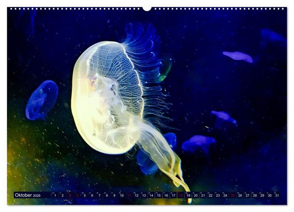 Produktbild: In der Welt der Medusen (Wandkalender 2026 DIN A2 quer), CALVENDO Monatskalender