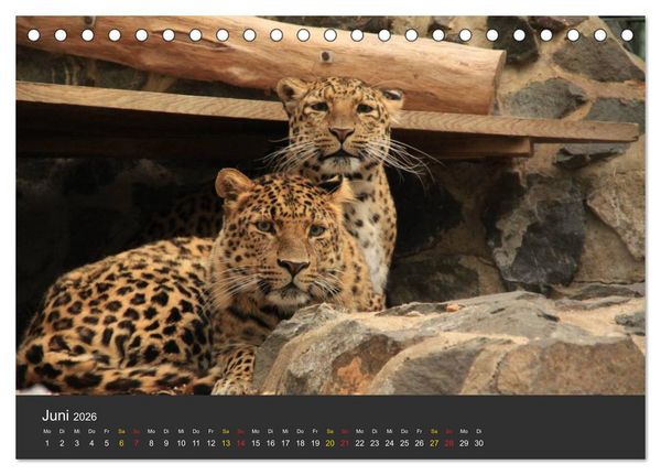 Produktbild: Tierpark-Gera (Tischkalender 2026 DIN A5 quer), CALVENDO Monatskalender
