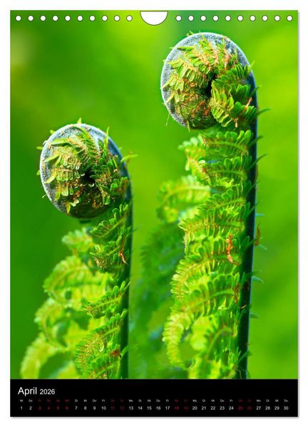 Produktbild: Ganz nah an der Natur (Wandkalender 2026 DIN A4 hoch), CALVENDO Monatskalender