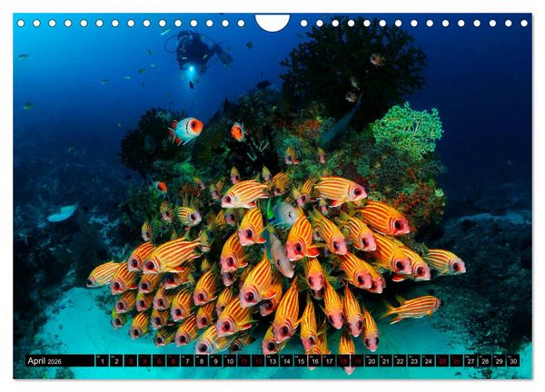 Produktbild: Raja Ampat - Faszinierende Unterwasserwelt (Wandkalender 2026 DIN A4 quer), CALVENDO Monatskalender
