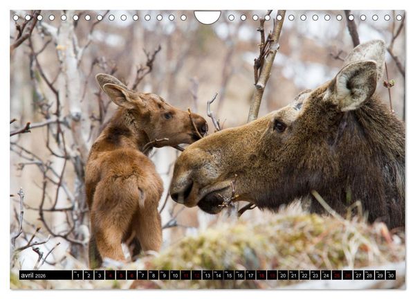 Produktbild: LE G&Eacute;ANT DES FOR&Ecirc;TS CANADIENNES (Calendrier mural 2026 DIN A4 vertical), CALVENDO calendrier mensuel